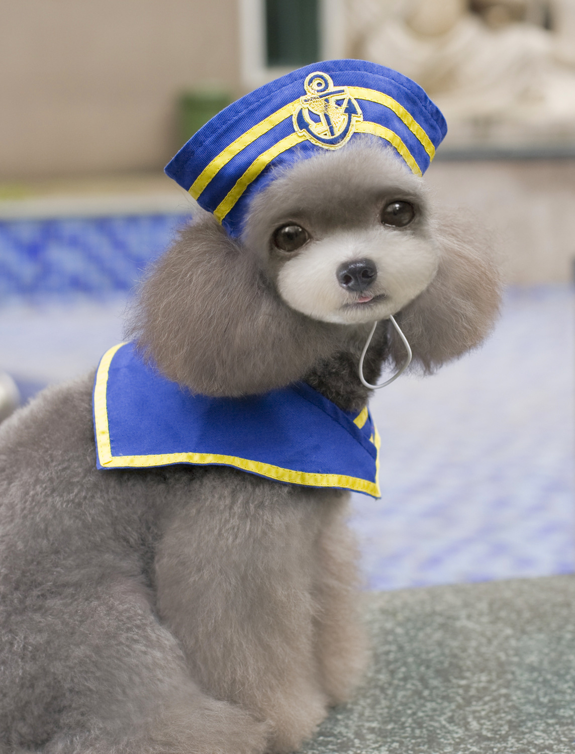 Navy Sailor Dog Costume Pet Halloween Outfit with Hat and Anchor Design